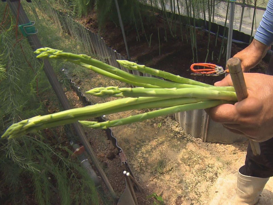 BASUKI ABDULLAH（バスキ　アブドウラ）、収穫 BASUKI ABDULLAH（バスキ アブドウラ）、収穫 BASUKI ABDULLAH（バスキ