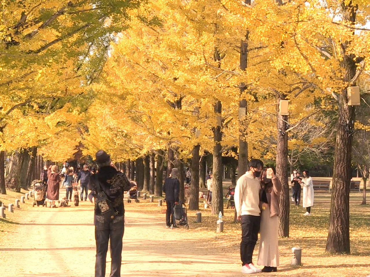 各務原市の学びの森プロムナードで、イチョウ並木が黄色に色づき見ごろを迎えています...