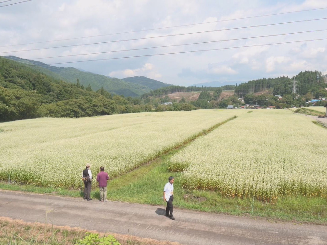高山市荘川町でソバの花が見ごろを迎え、畑一面に真っ白な風景が広がっています。 高...