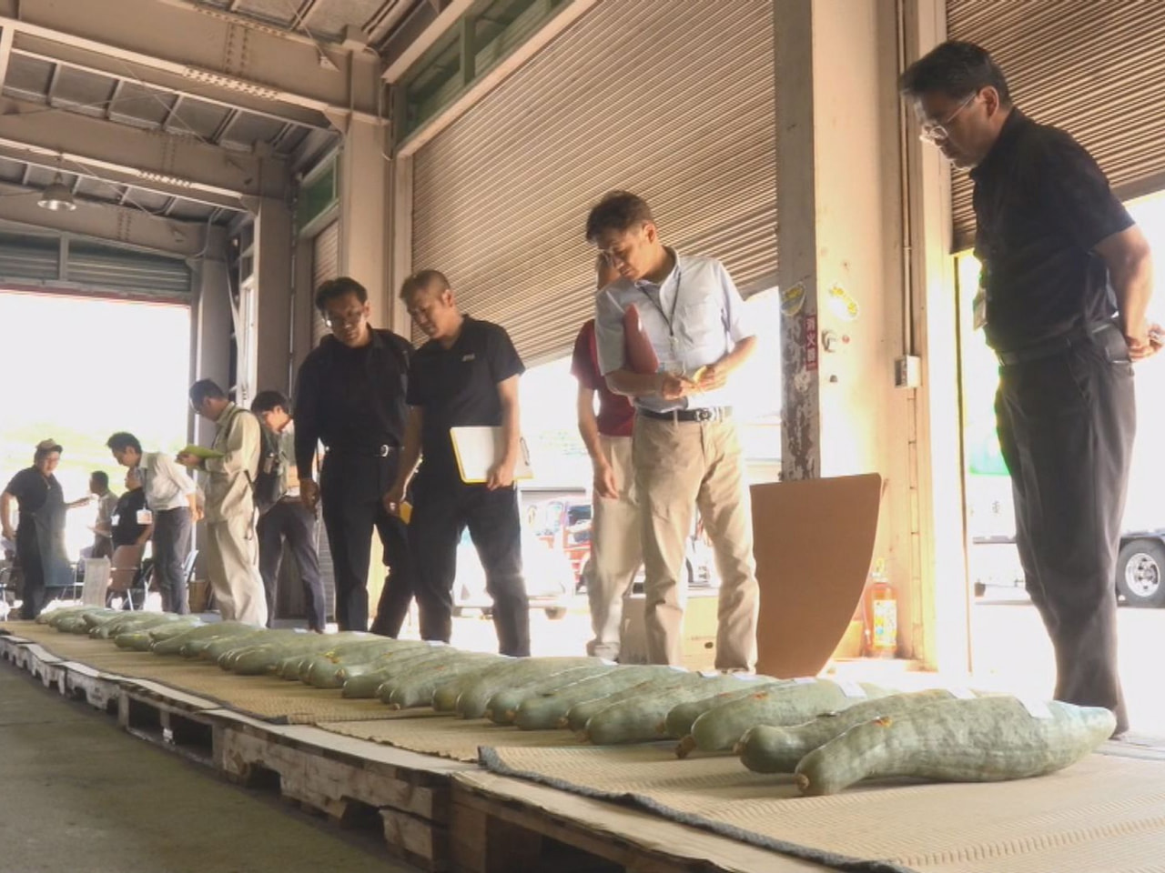 高山市丹生川町の特産品でヘチマのように細長いカボチャ「宿儺かぼちゃ」の品評会が行...