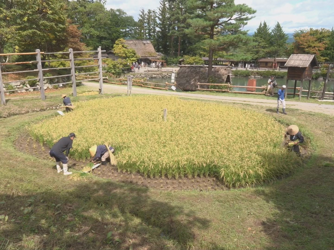 高山市の観光施設「飛騨の里」で稲を車輪のように丸く植えた田んぼ、「車田」の稲刈り...