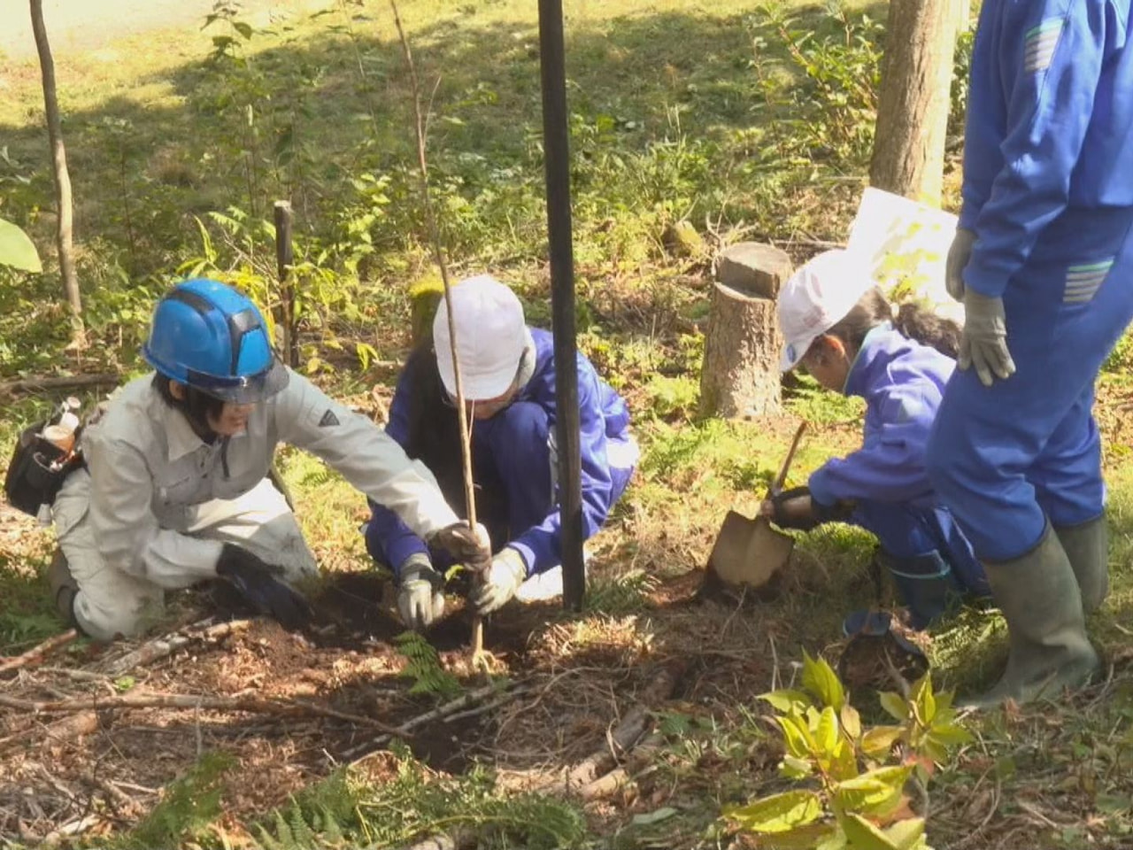 高山市朝日町の鈴蘭高原で地元の小学生が植林体験を行い、 地域の自然を守り伝える大...