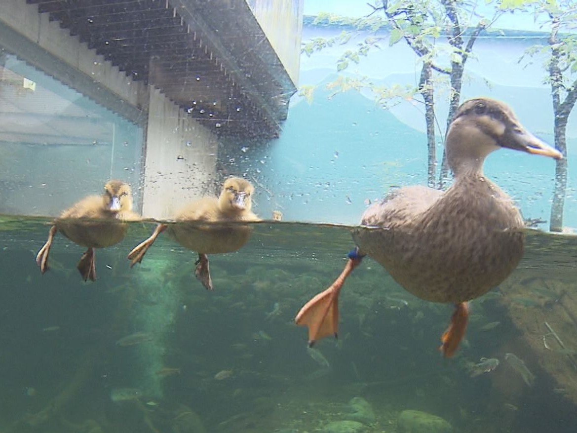 各務原市の水族館 アクア・トトぎふで、生まれたばかりのカルガモの赤ちゃんが愛らし...