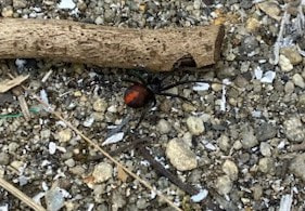 特定外来生物に指定され、毒を持つセアカゴケグモ30匹が、岐阜県可児市の可児高校で...