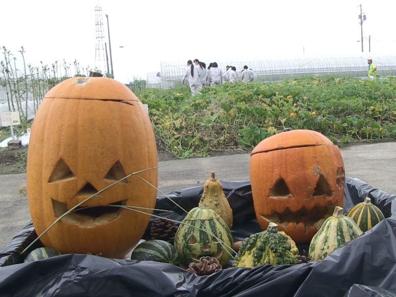 大垣養老高校の生徒が、各務原市の水族館のハロウィンイベントに向けてカボチャを栽培...