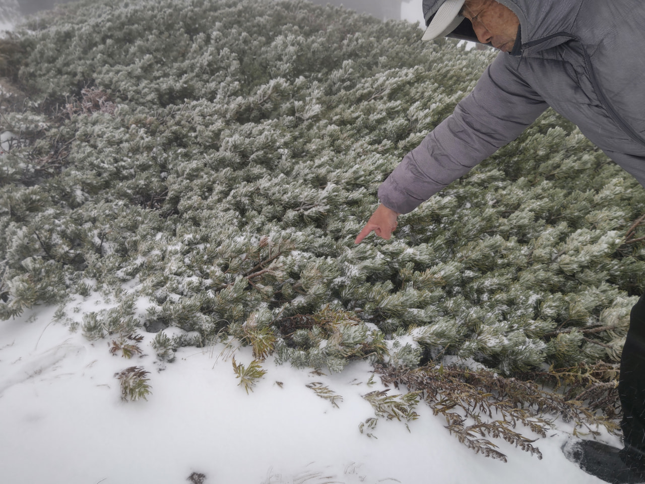 岐阜県高山市の北アルプス・乗鞍岳で5日、今シーズンの初雪が観測されました。 乗鞍...