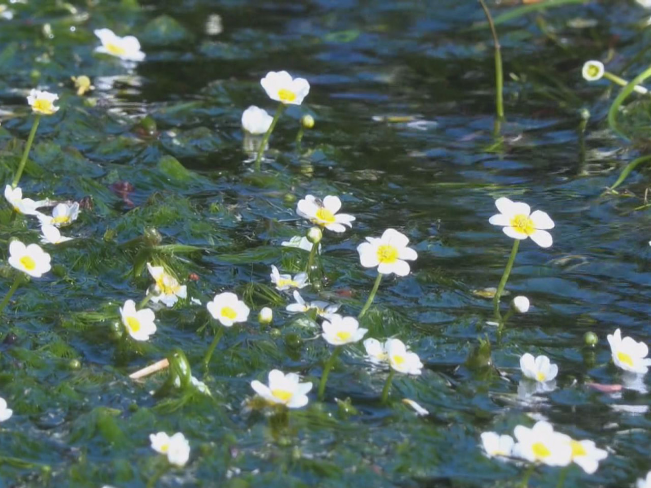 高山市一之宮町を流れる常泉寺川で清流のシンボル、バイカモの花が見ごろを迎えていま...