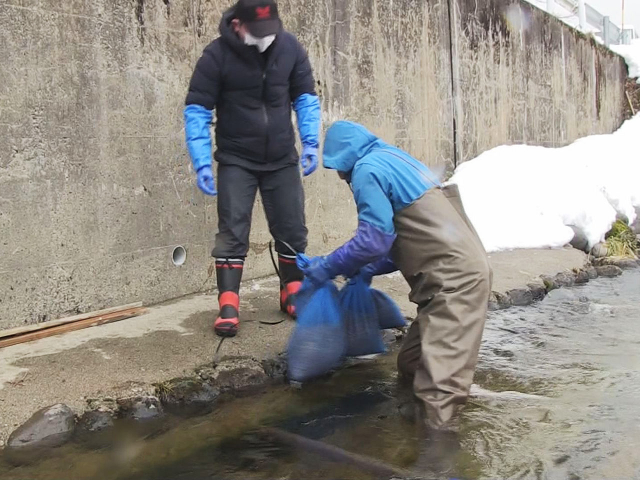 岐阜県高山市荘川町で、特産のソバの実を冬の冷たい川の水に浸す「寒ざらし」の作業が...