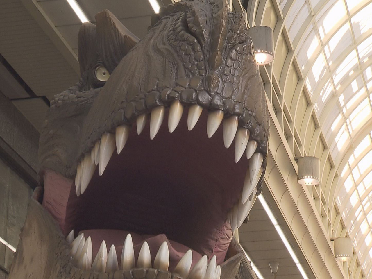 岐阜市の柳ケ瀬商店街で２４日、巨大な恐竜たちがお目見えし家族連れらを楽しませまし...