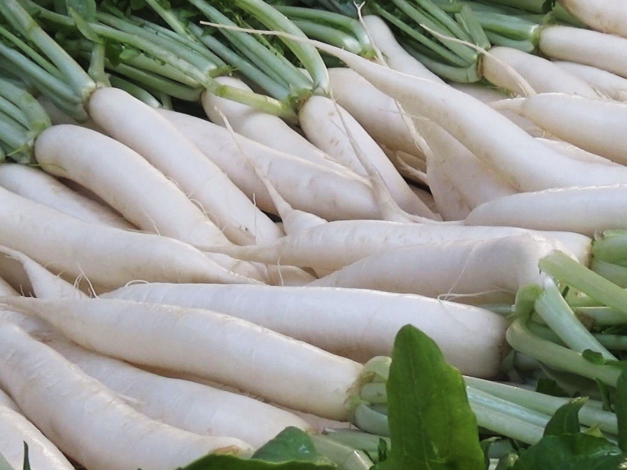 主に関西地方で正月の雑煮に使われる縁起物「祝(いわい)だいこん」の出荷作業が16...