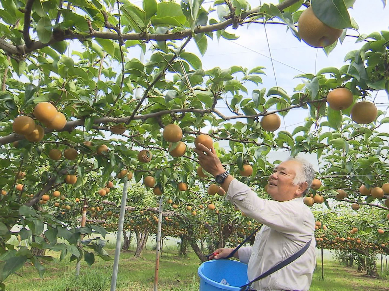 夏から秋にかけて旬の果物・ナシ。岐阜市の生産農家では早生品種「幸水」に続き、みず...
