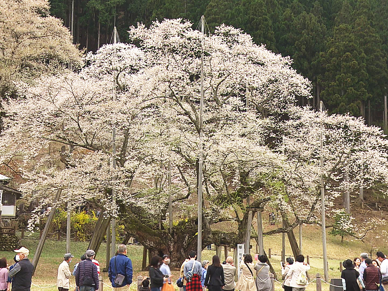 日本三大桜の一つに数えられる岐阜県本巣市の国天然記念物、淡墨桜が満開です。 一方...