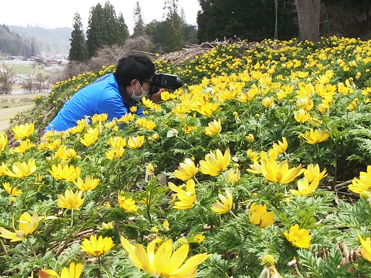 飛騨に春を告げるフクジュソウの黄色い花が、岐阜県高山市の群生地で見頃を迎えていま...