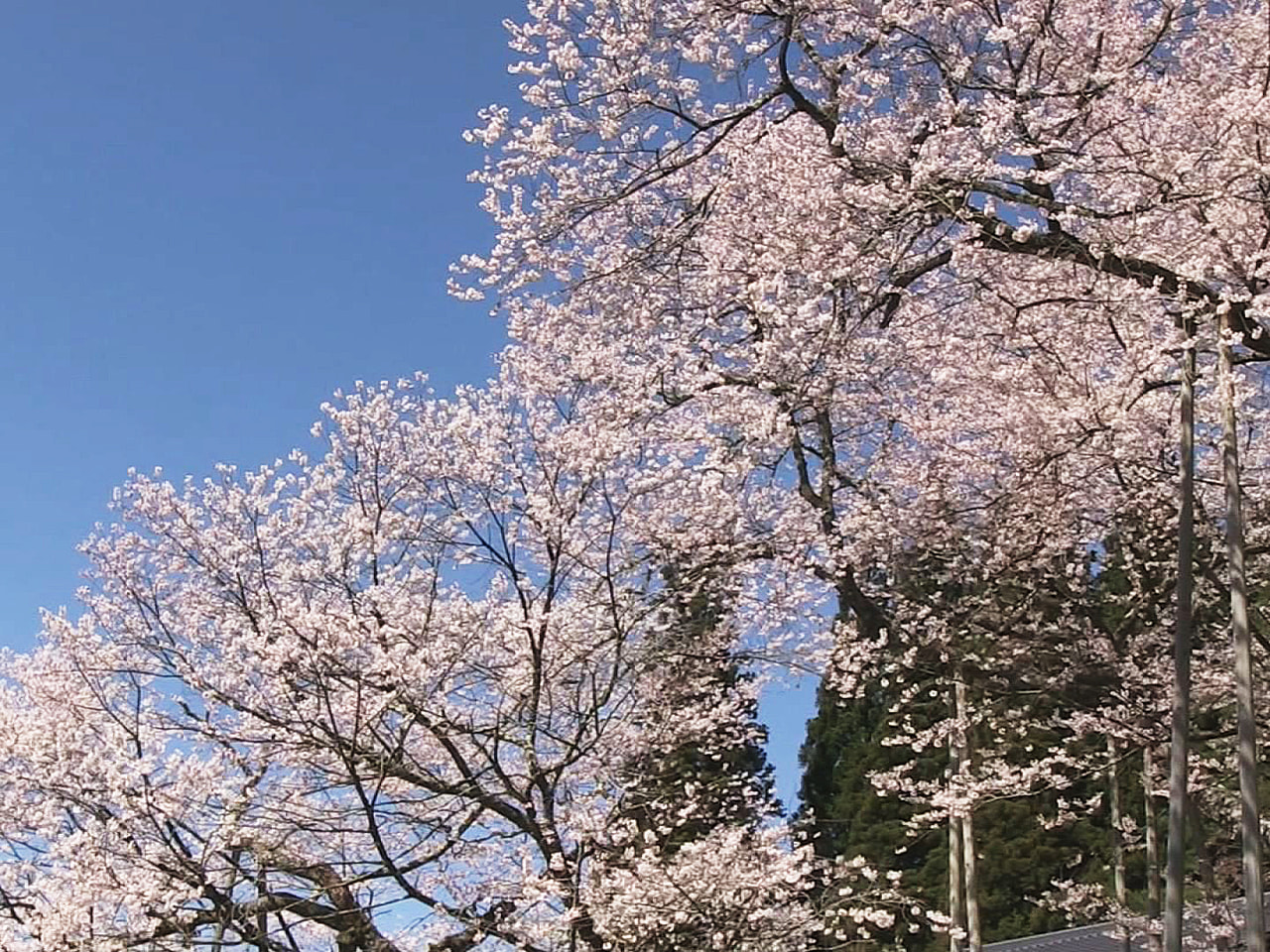 岐阜県高山市一之宮町の国の天然記念物「臥龍桜(がりゅうざくら)」が見頃を迎えまし...