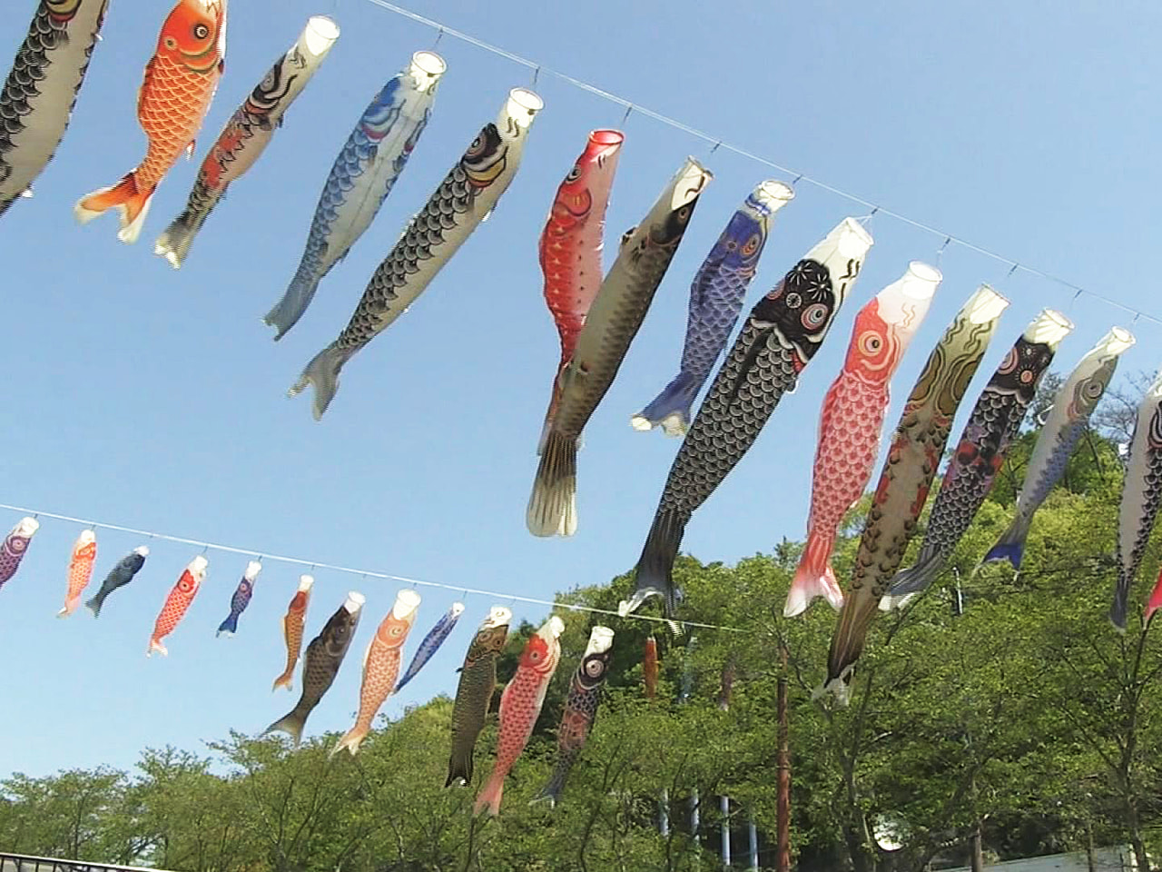 ことしも岐阜県瑞浪市明世町の瑞浪市民公園にこいのぼりが掲げられ、色とりどりのおよ...