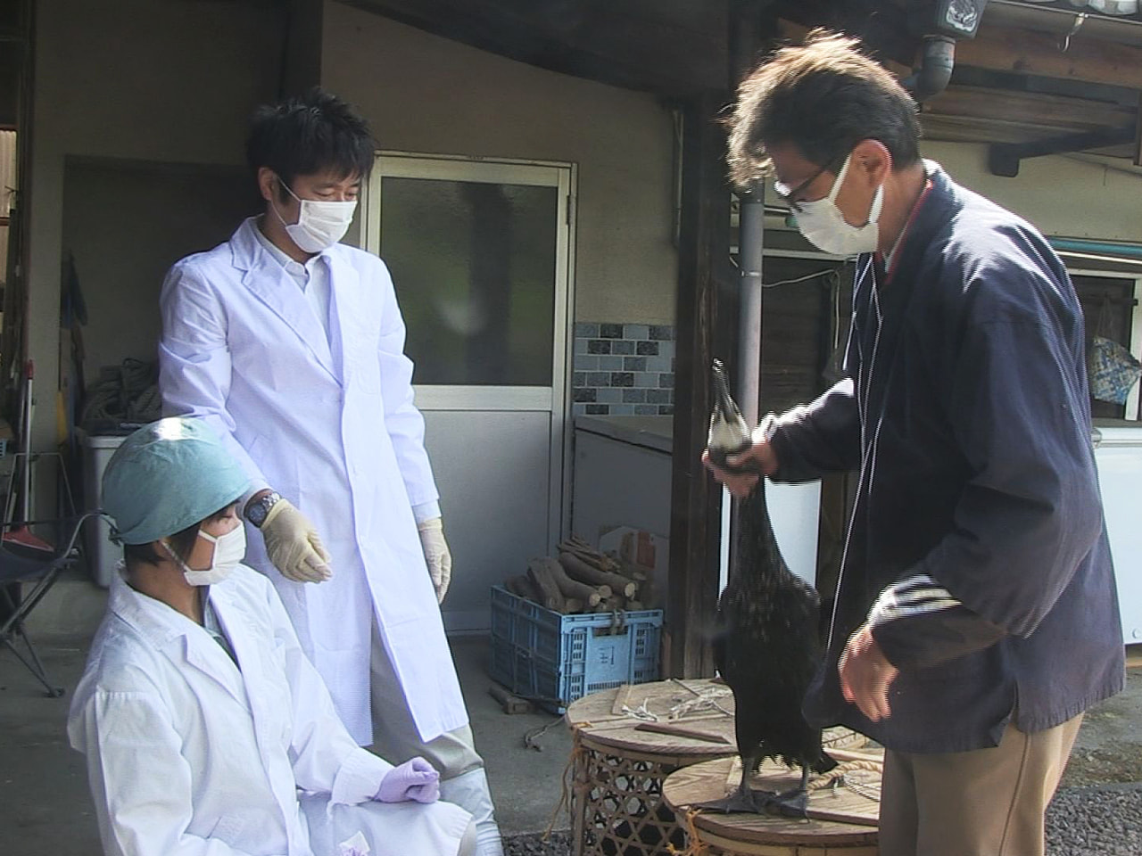 岐阜県関市の小瀬鵜飼で、5月の開幕を前に22日、鵜の検診が行われました。 鵜の検...