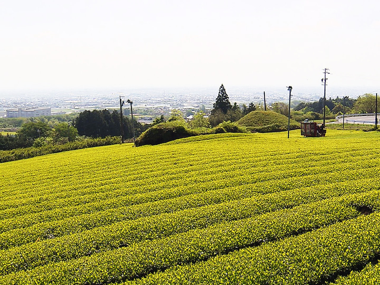 「美濃いび茶」の産地として知られる岐阜県池田町で23日、県内で最も早い新茶の初摘...