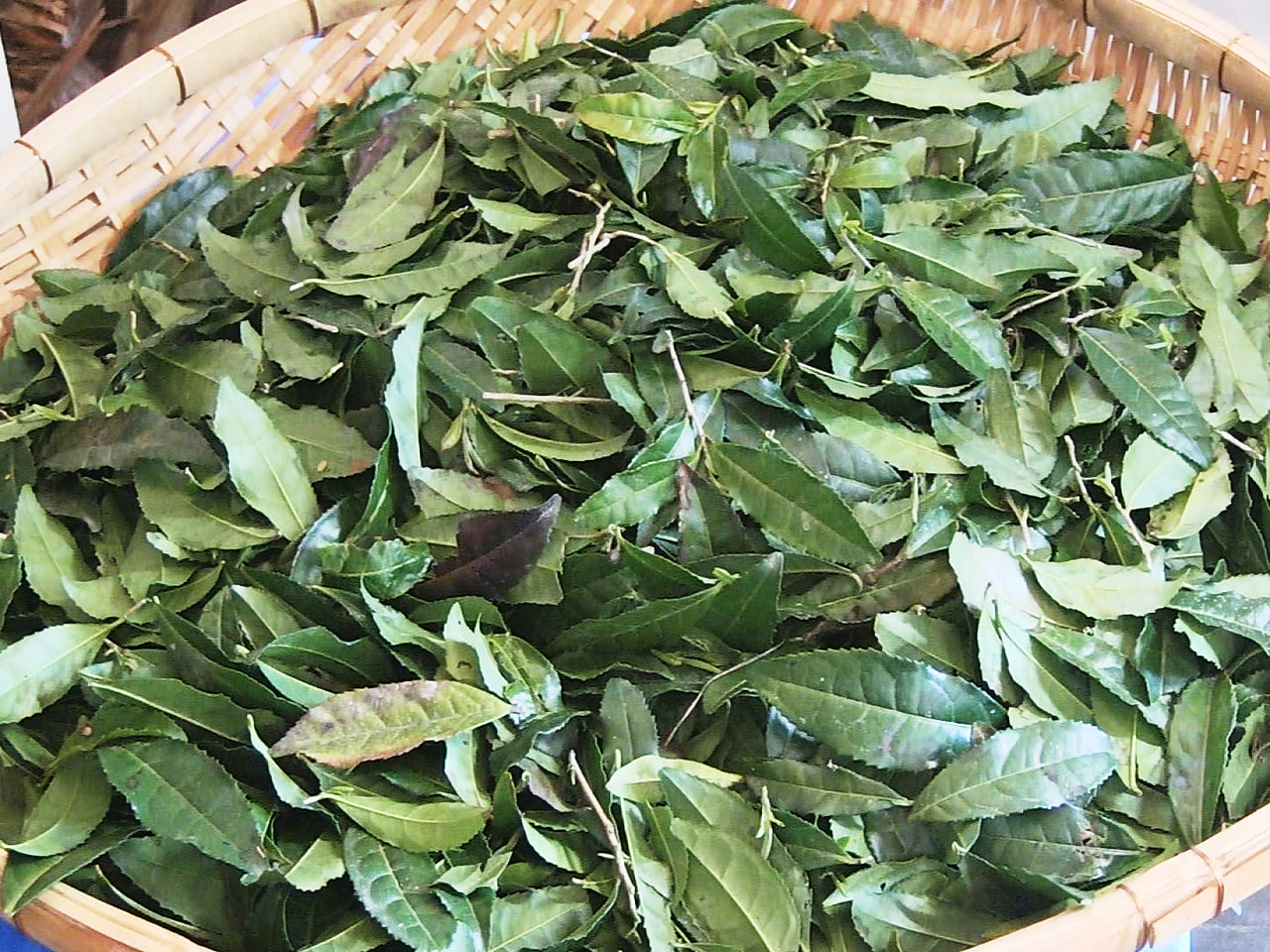 岐阜県加茂郡七宗町では、3年以上生育させたお茶の木の茎や葉ごと砕いて焙煎(ばいせ...