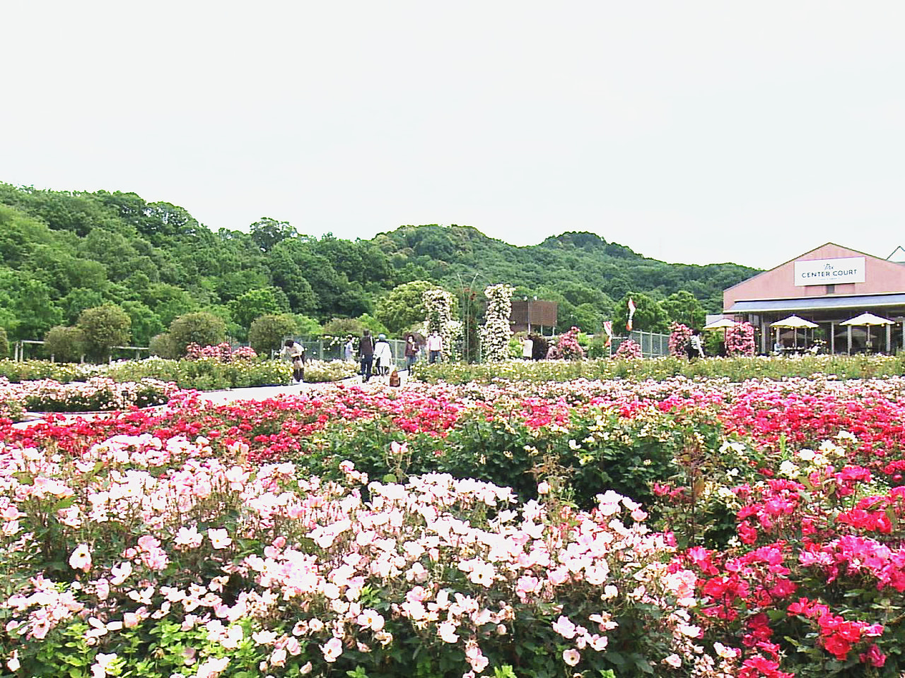世界最大級のバラ園として親しまれる岐阜県可児市の県営都市公園「花フェスタ記念公園...
