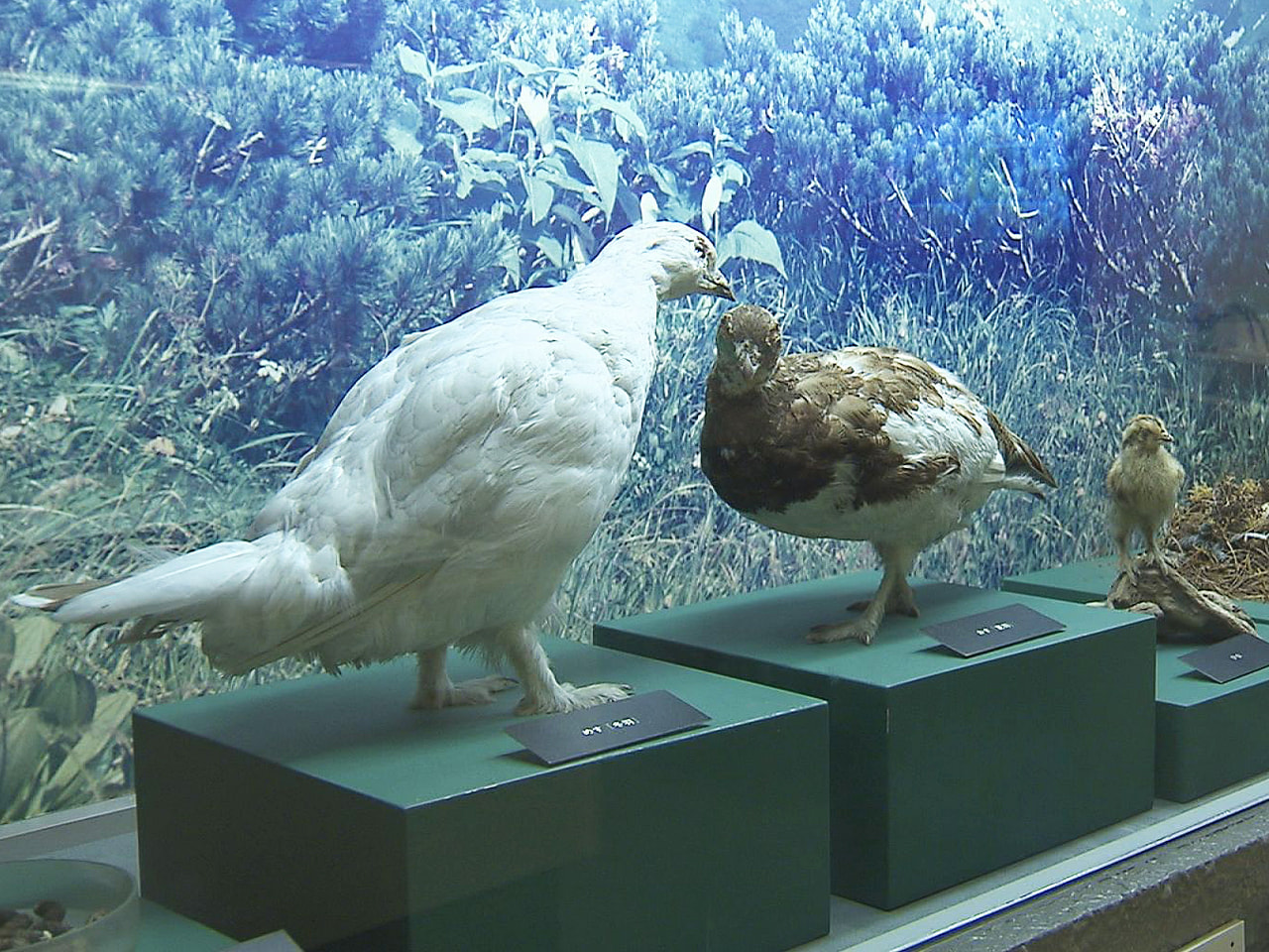 国の特別天然記念物で岐阜県の鳥でもある「ライチョウ」をテーマにした企画展が、岐阜...