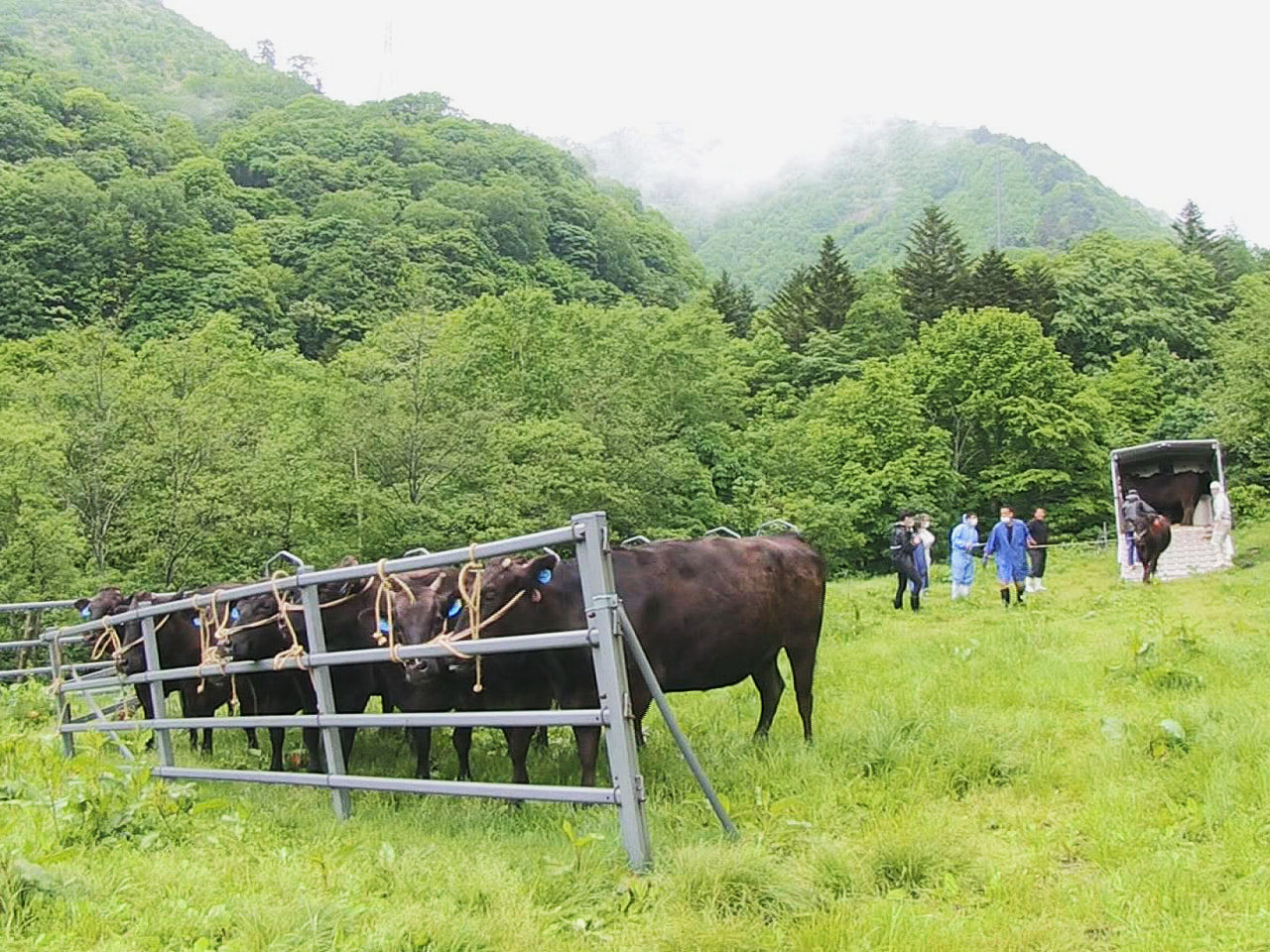岐阜県高山市の標高約1500メートルにある牧場で牛の放牧が行われています。 久手...