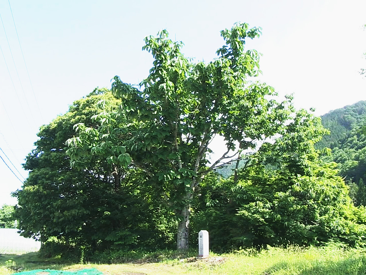 釣り鐘のような珍しい葉「フクロホウバ」が、今年も岐阜県高山市清見町で見つかりまし...