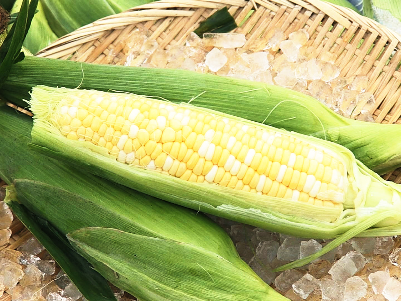 生のまま食べられる「朝生とうもろこし」の収穫が岐阜県各務原市で最盛期を迎えていま...
