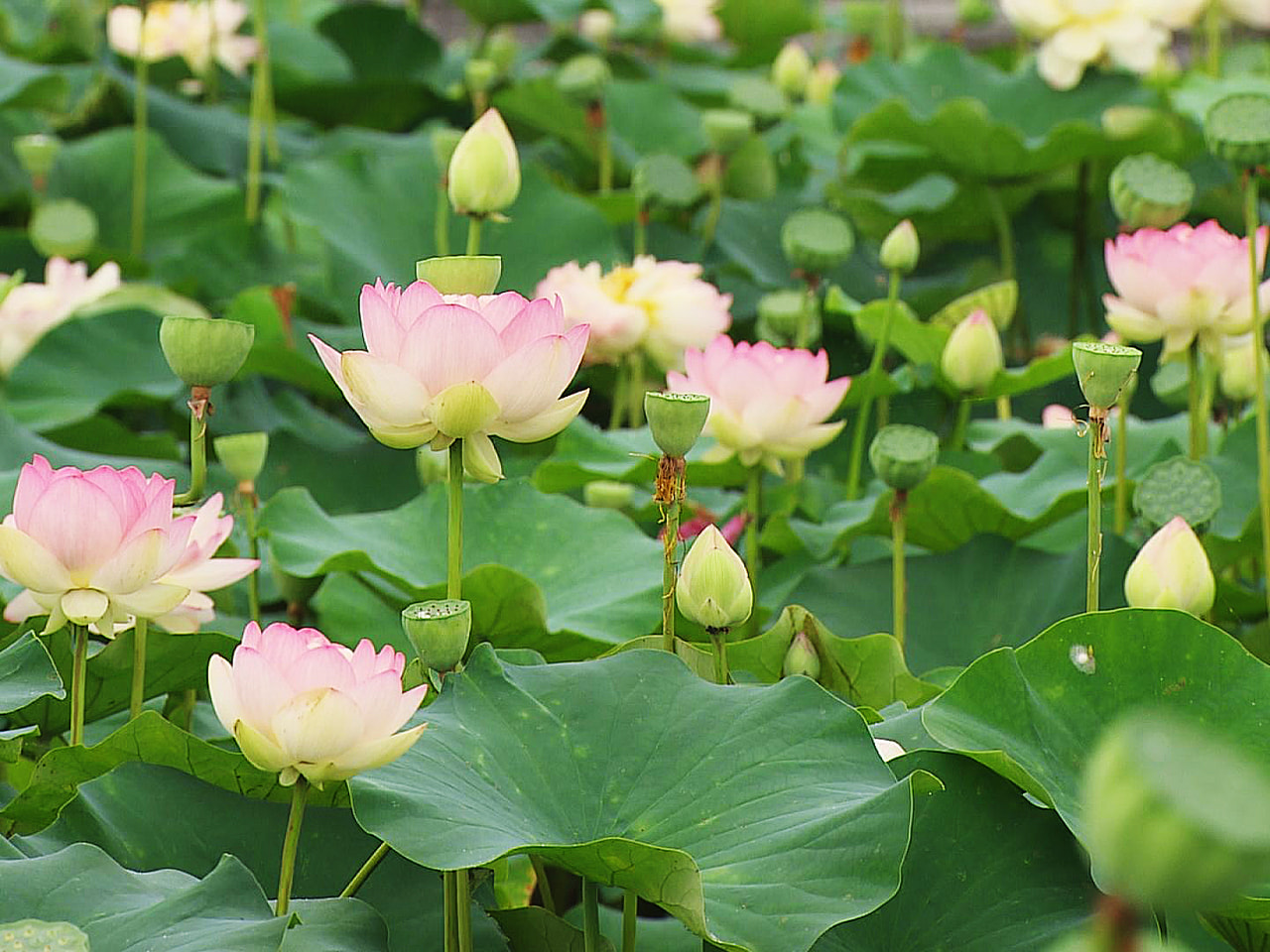 岐阜県大垣市のハス池で、鮮やかなピンク色のハスの花が見頃を迎えています。 大垣市...