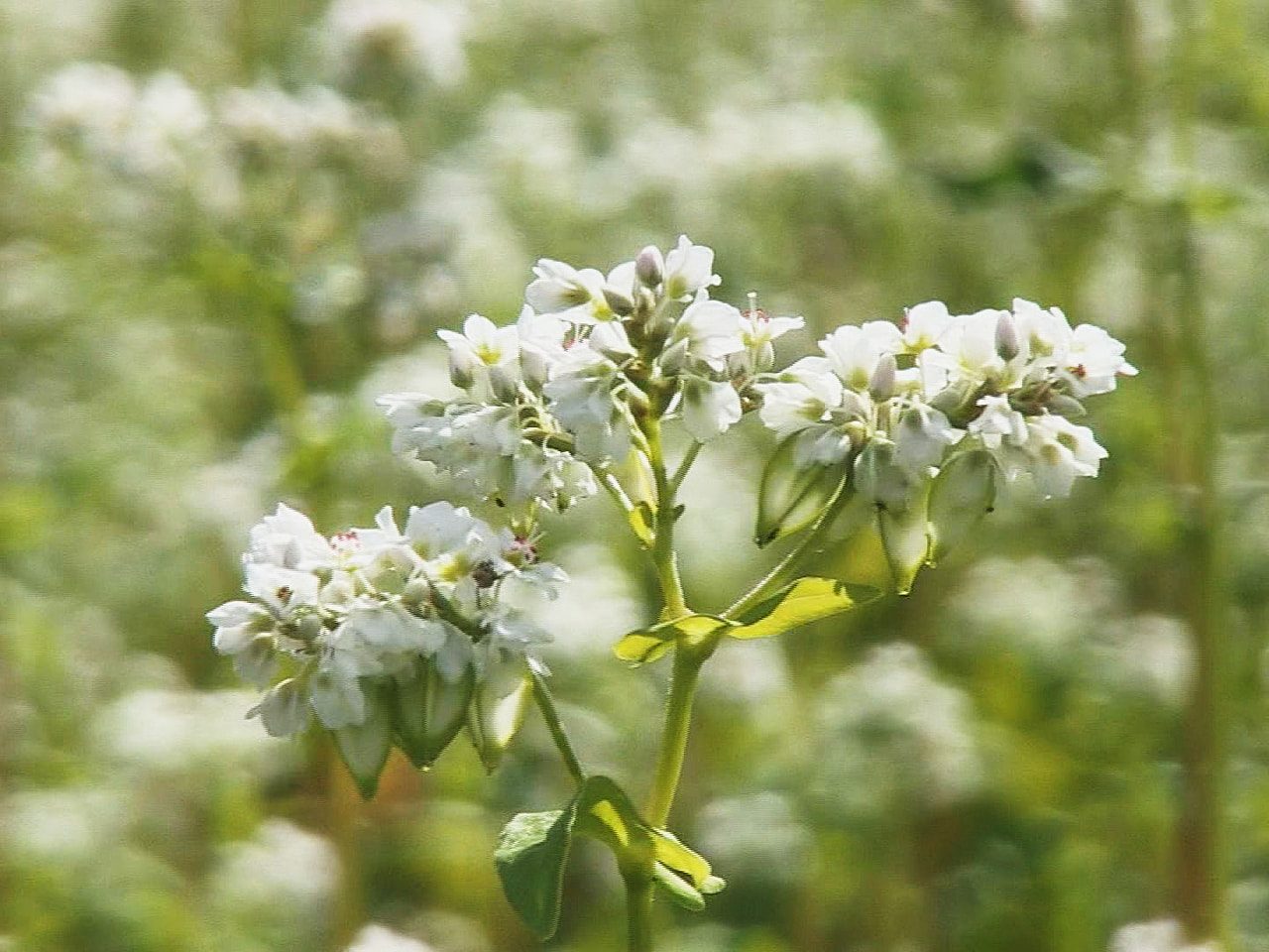 岐阜県高山市でソバの花が見ごろを迎え、畑一面に真っ白な美しい風景が広がっています...