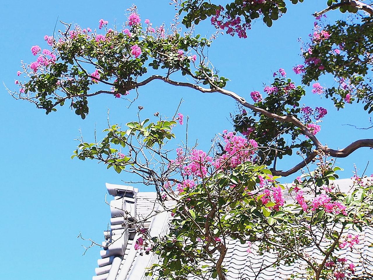 岐阜市の寺で、サルスベリの花が見ごろを迎え訪れた人の目を楽しませています。 鮮や...