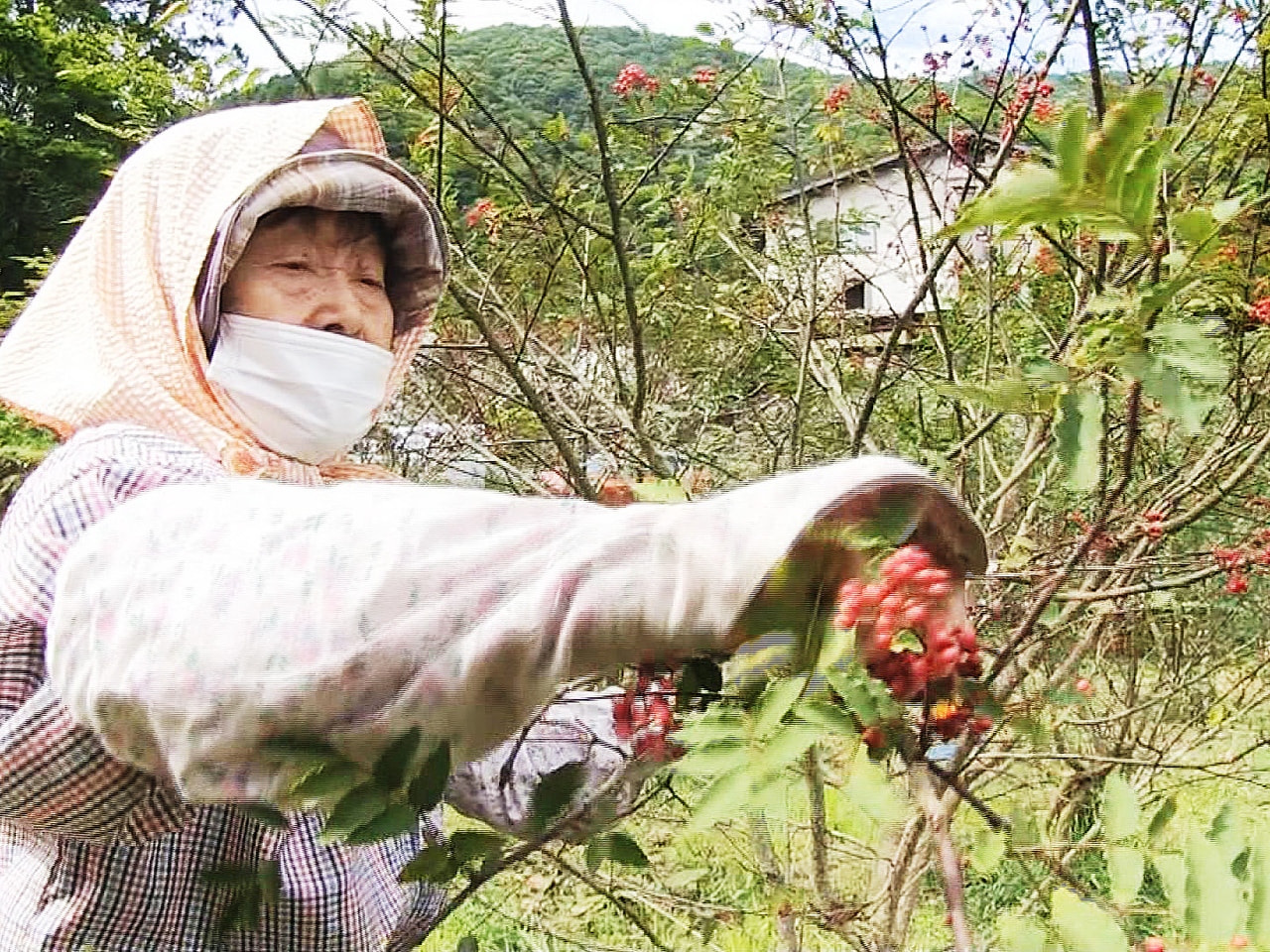 岐阜県高山市で、真っ赤に色づいた山椒(さんしょう)の実の収穫が始まりました。 秋...