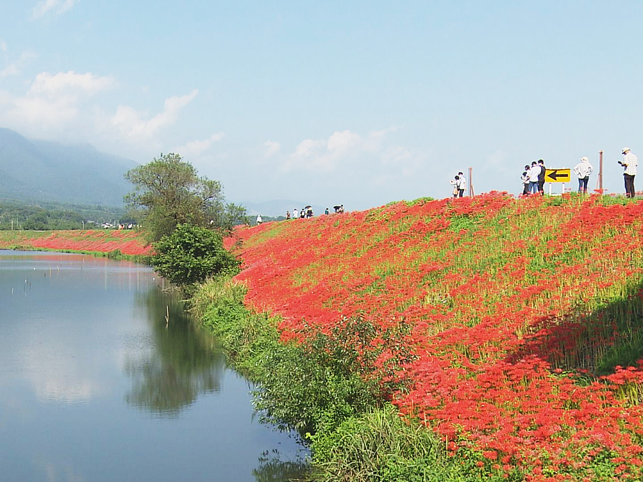 9月23日は秋分の日、彼岸の中日です。 岐阜県海津市の堤防沿いではヒガンバナが真...