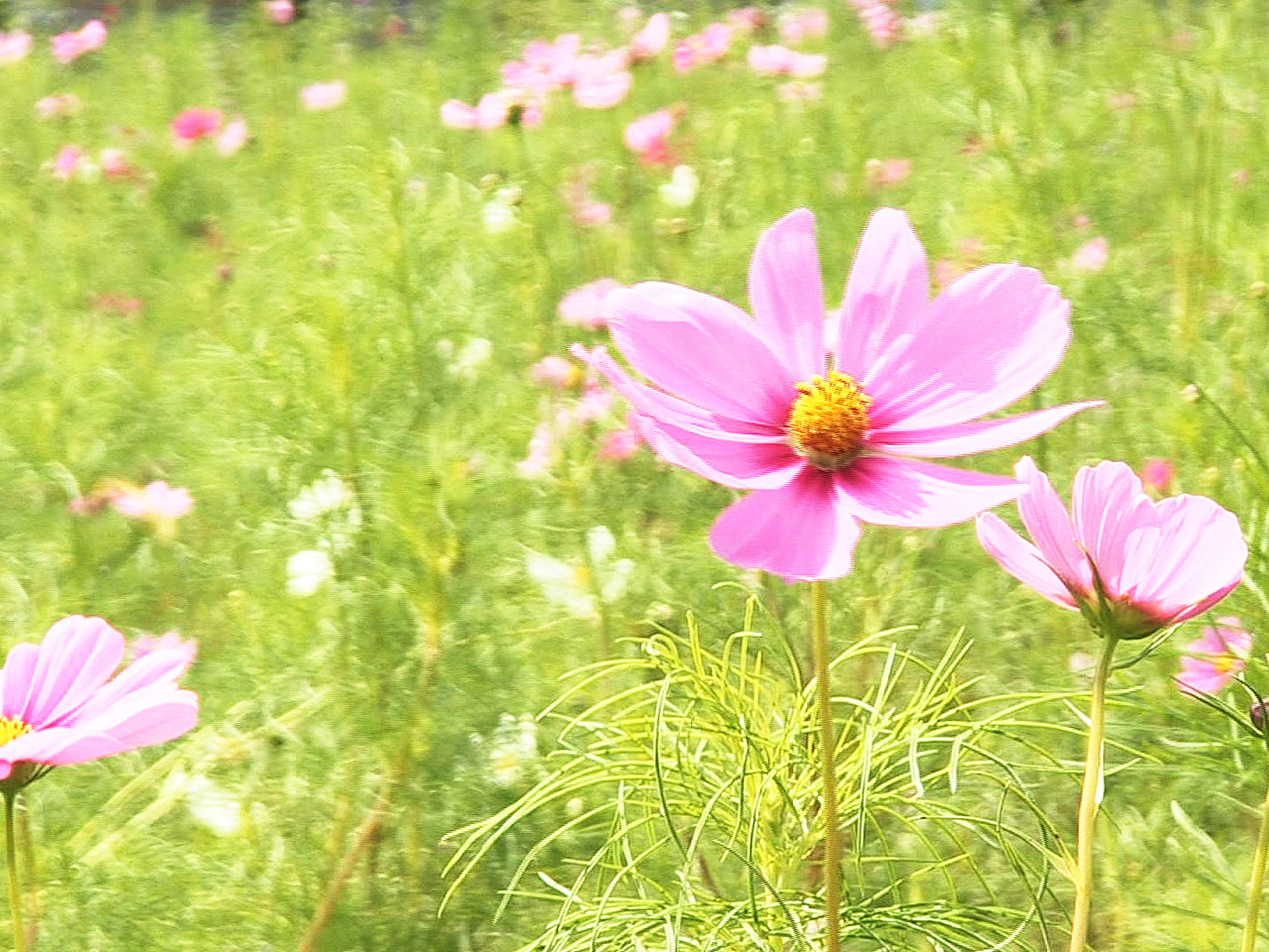 秋風に揺れるピンクや白のコスモス 岐阜市で見頃 ニュース ぎふチャン 岐阜放送公式サイト 秋風に揺れるピンクや白のコスモス 岐阜市で見頃 ニュース ぎふチャン 岐阜放送公式サイト