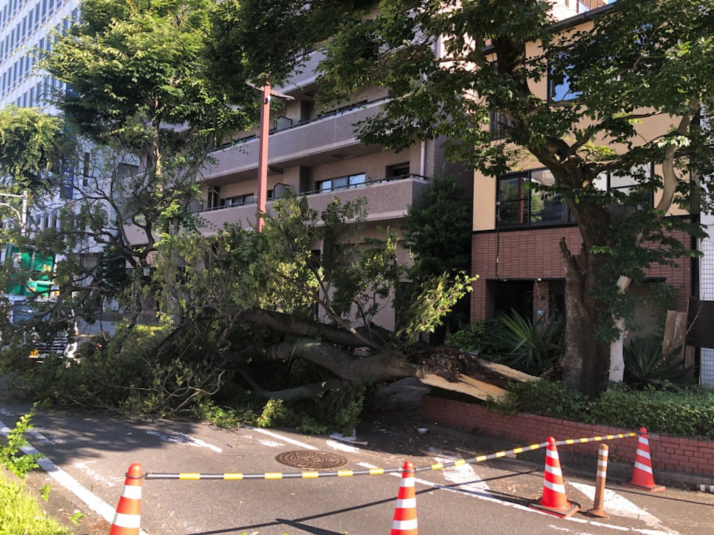 6月30日未明、岐阜市の史跡に指定されている樹齢およそ170年の「御薗(みその)...