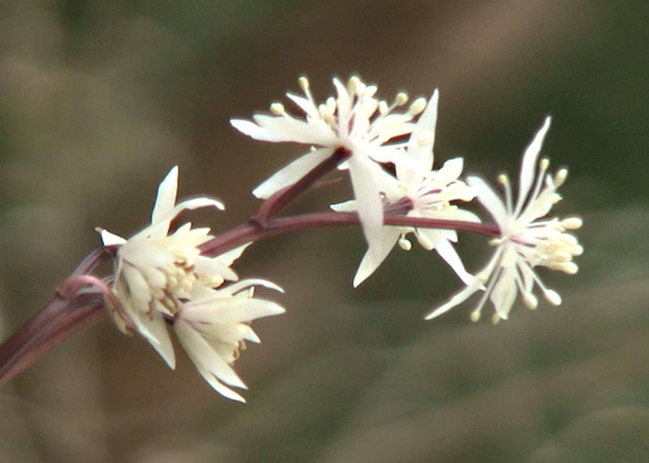 高山市で春の訪れを告げるセリバオウレンの花が見ごろを迎えています。 セリバオウレ...