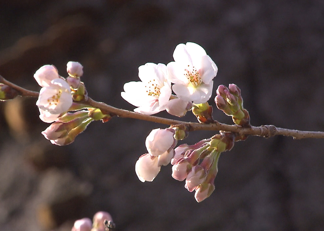 岐阜で２１日、桜の開花が発表されました。 岐阜地方気象台は２１日、岐阜市にある標...