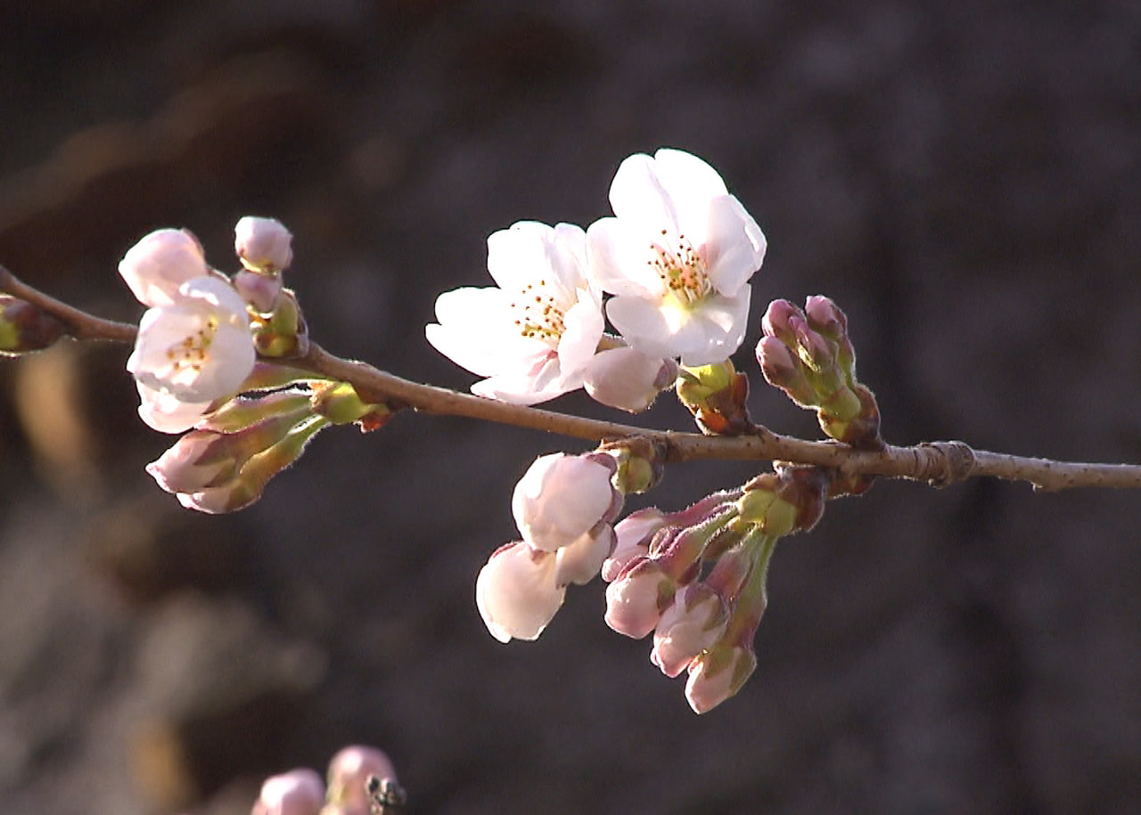 岐阜で21日、桜の開花が発表されました。 岐阜地方気象台は21日、岐阜市にある標...