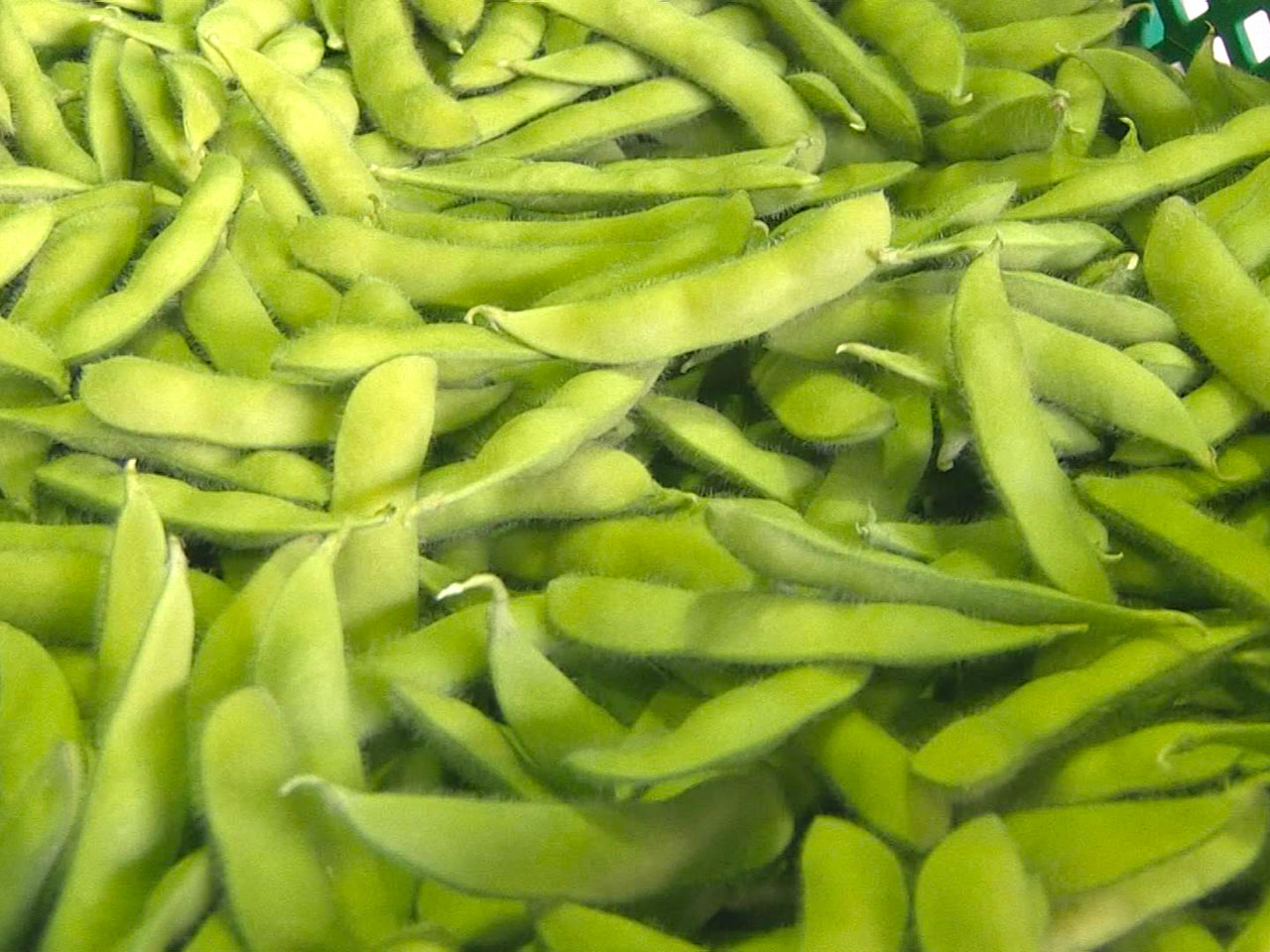 岐阜市特産の「岐阜えだまめ」の出荷が、20日始まりました。 「岐阜えだまめ」は、...