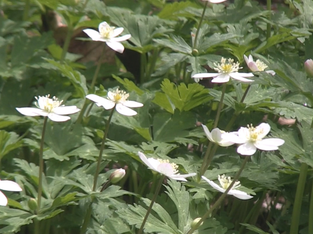 高山市奥飛騨温泉郷のキャンプ場で春山を代表する植物ニリンソウの花が咲き始め、訪れ...