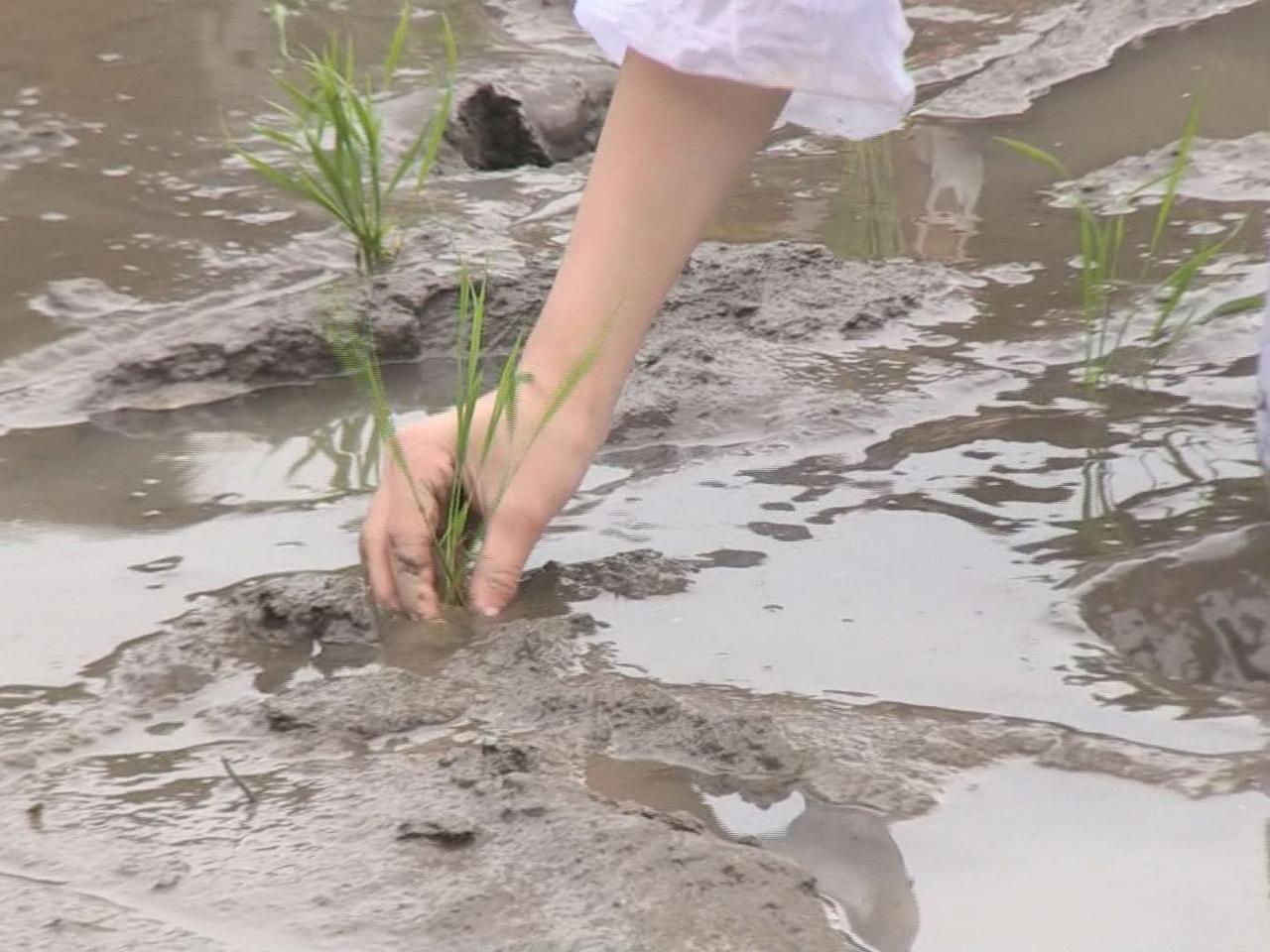 高山市国府町の荒城農業小学校に通う児童が農業体験の一環で田植えを行いました。 荒...