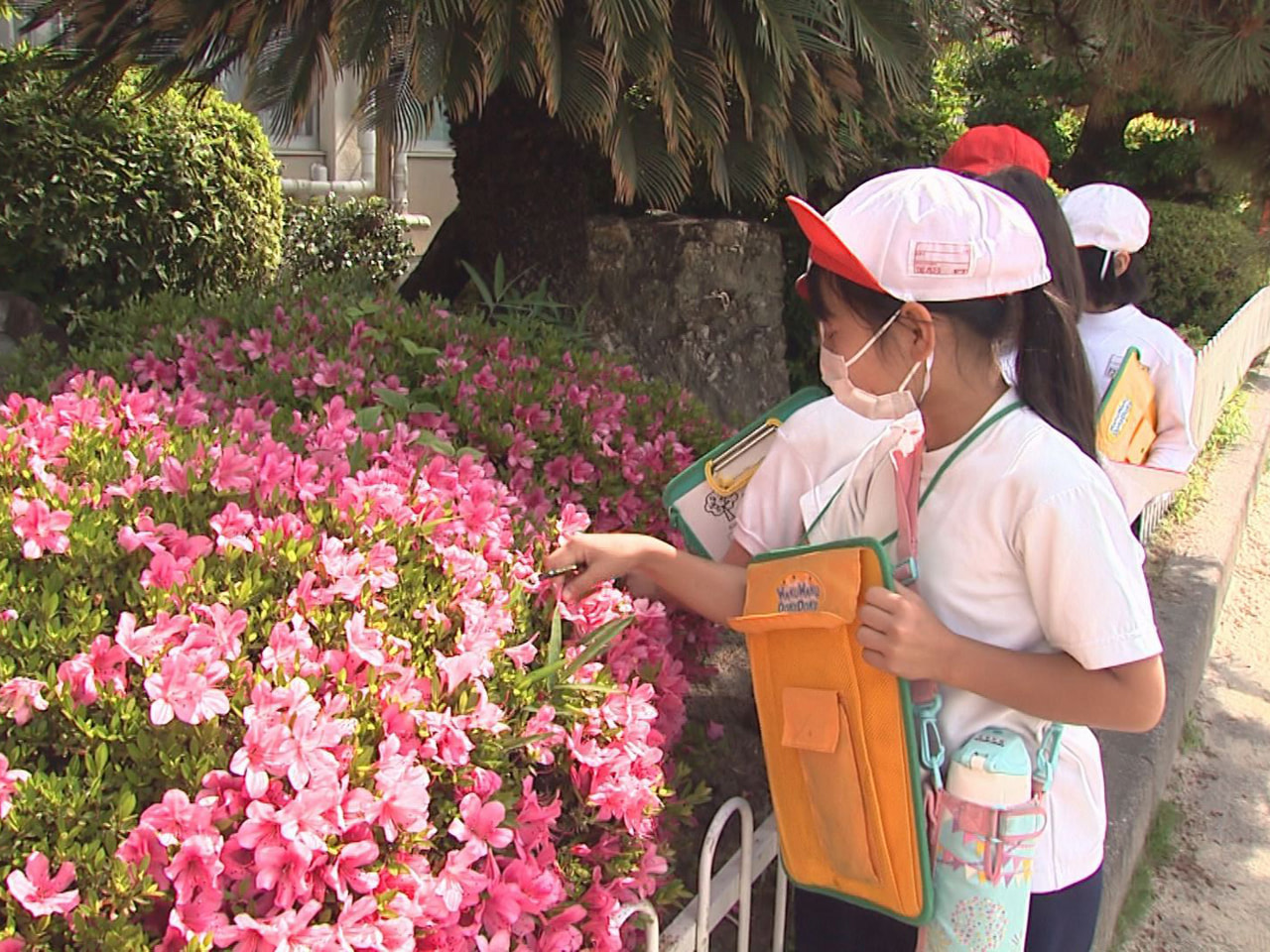 学校の校庭にあるさまざまな木に親しむ授業が25日、岐阜市の小学校で行われました。...