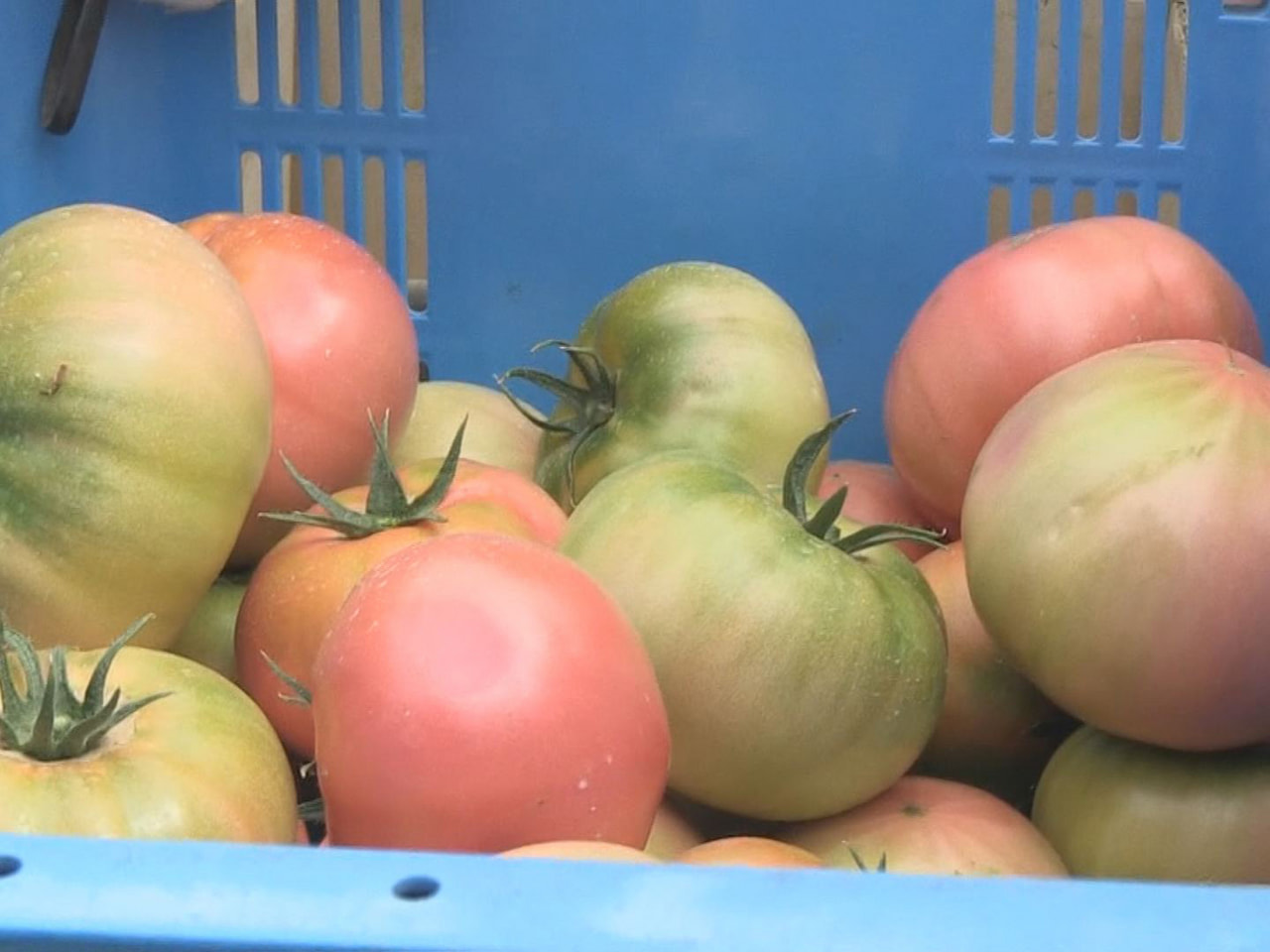 飛騨地域特産の「飛騨トマト」の収穫作業が２７日から高山市で始まりました。 飛騨ト...