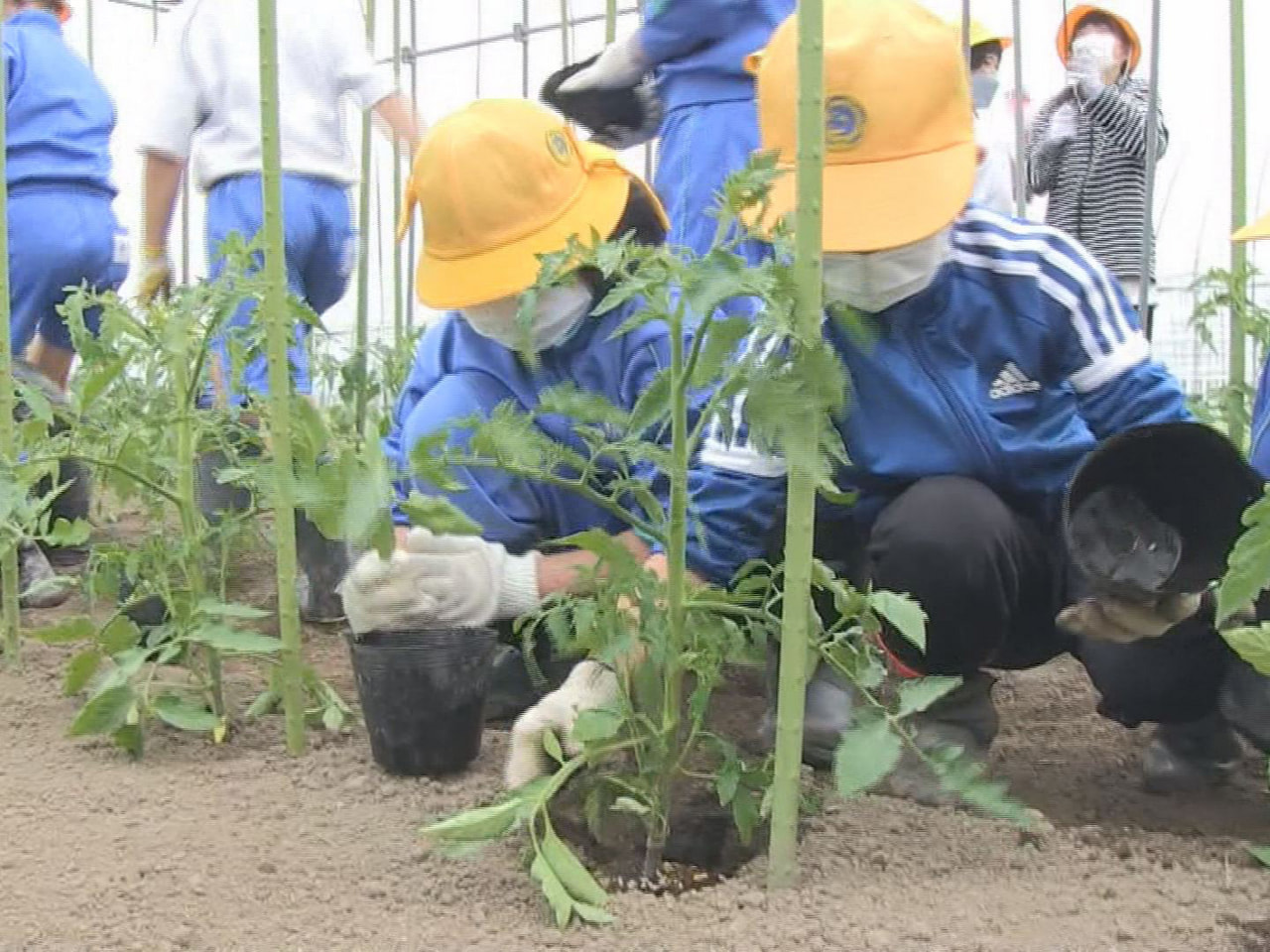 トマトの産地、高山市丹生川町でトマトの栽培に取り組んでいる地元の小学生が苗植えを...