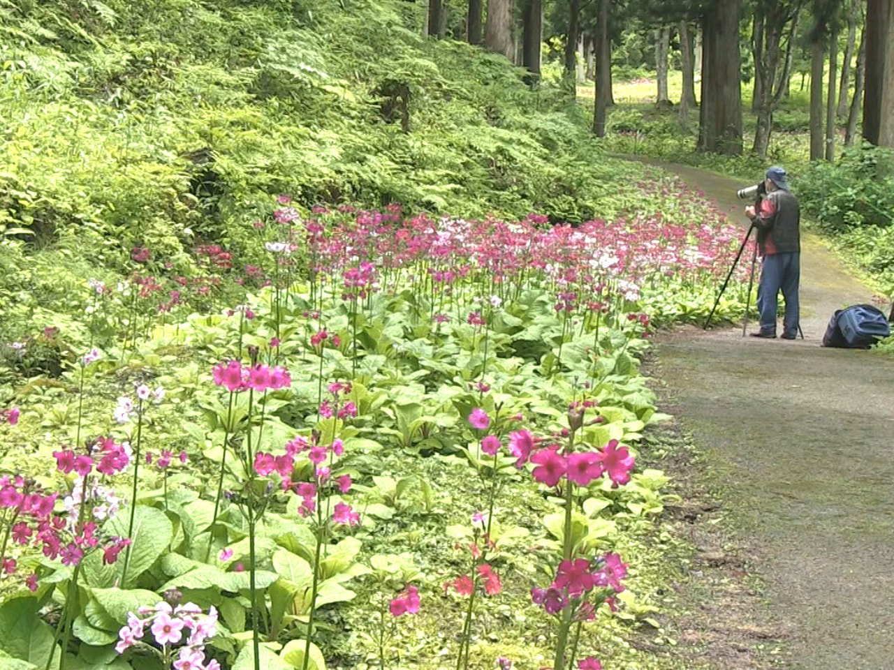高山市にある花の森・四十八滝山野草花園でクリンソウの花が見ごろを迎え、訪れた人た...
