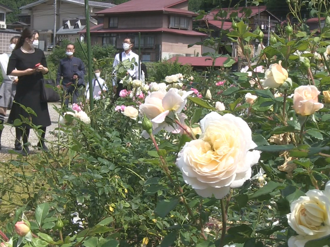 色とりどりのバラが咲き誇る飛騨市の香愛(かわい)ローズガーデンが今シーズンの開園...