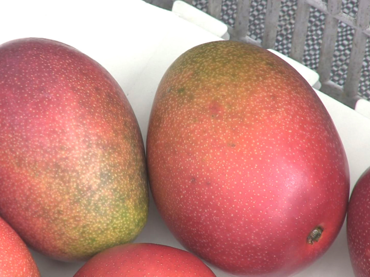 各務原市の建設会社が水の都・大垣市で栽培するマンゴーの収穫が始まりました。 マン...