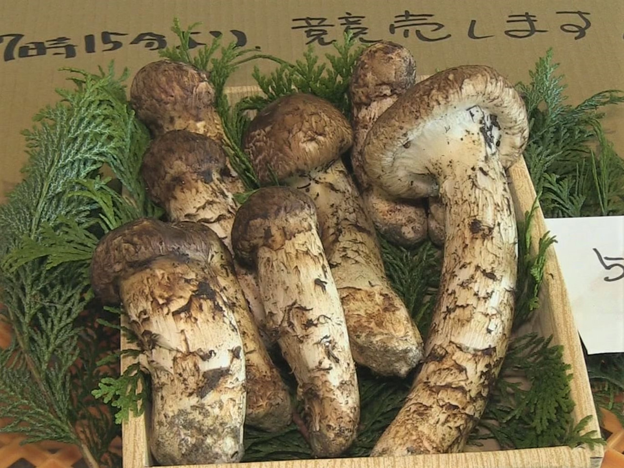 乗鞍岳のふもとで採れた天然のマツタケが29日、高山市の市場で初競りにかけられまし...