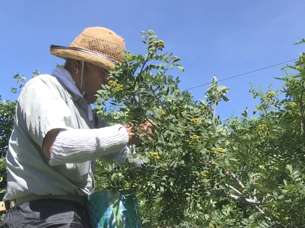 高山市奥飛騨温泉郷の特産品「サンショウ」の実の収穫が、最盛期を迎えています。 高...