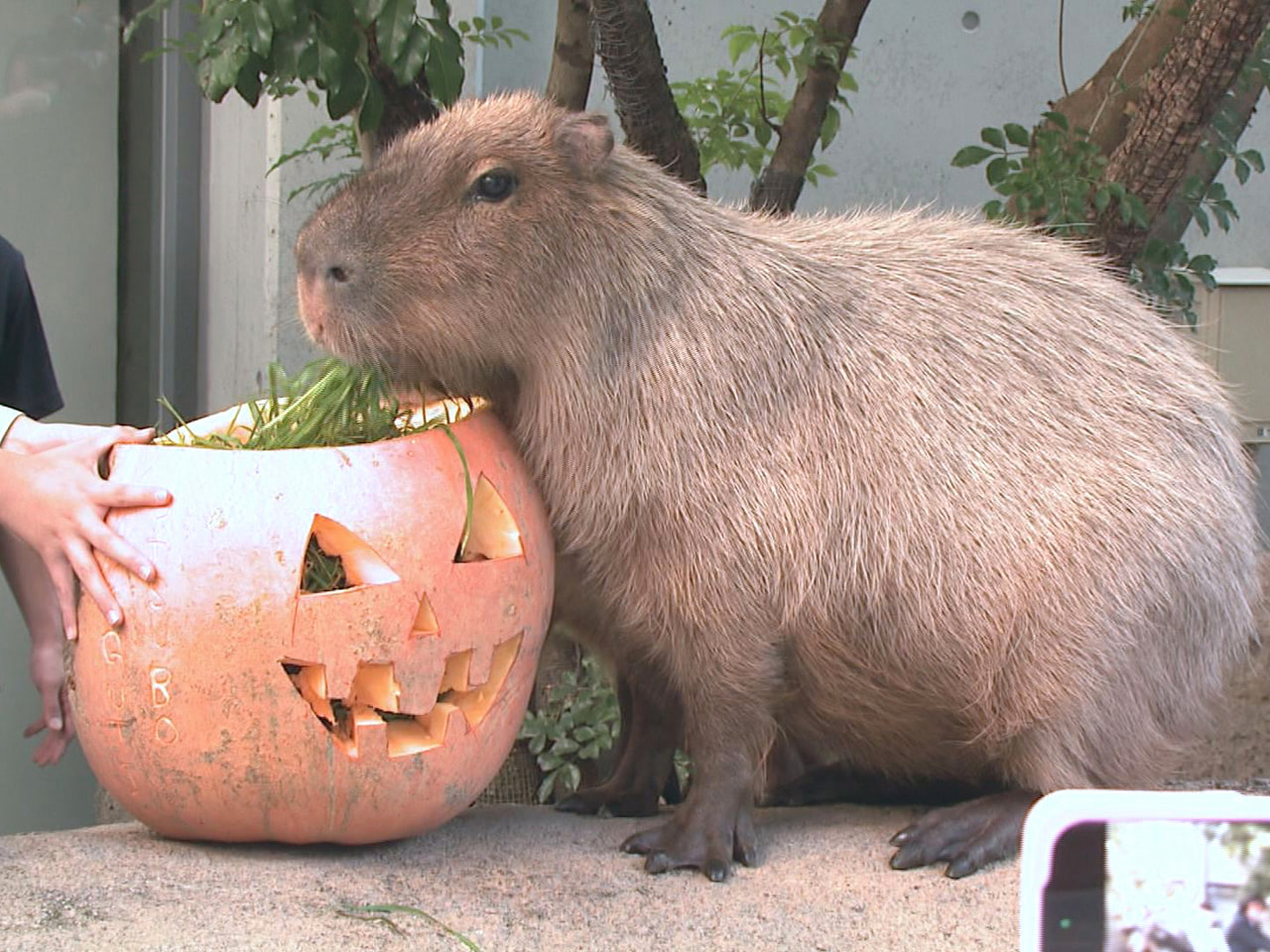 ハロウィーンの時期に合わせ、ことしも岐阜県各務原市の水族館では巨大な〝おばけカボ...