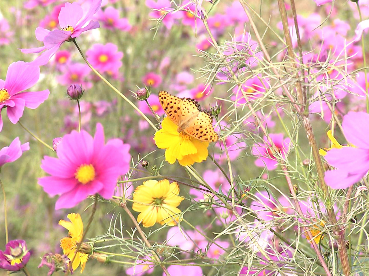 岐阜県美濃加茂市の公園でコスモスの花が見ごろを迎え、白やピンクの可憐な花が風に揺...